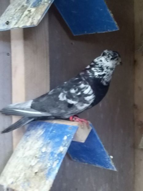  - Zburători de Belgrad