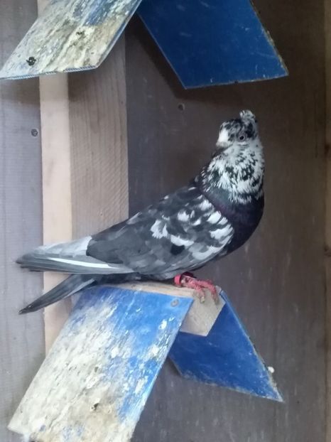  - Zburători de Belgrad