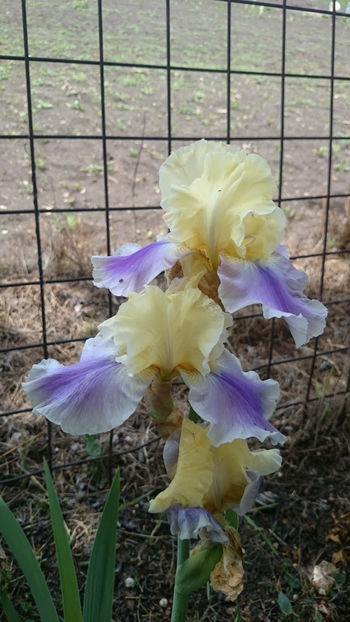 Carter Spring - Irisi 2018