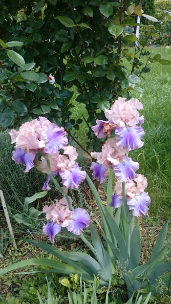 Florentine Silk - Irisi 2018