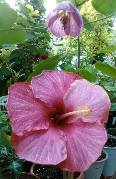  - Hibiscus New Year s Day