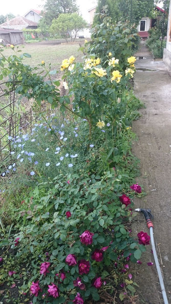  - Gradina si trandafirii 2018 - I Mai