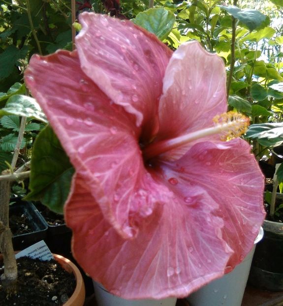  - Hibiscus New Year s Day