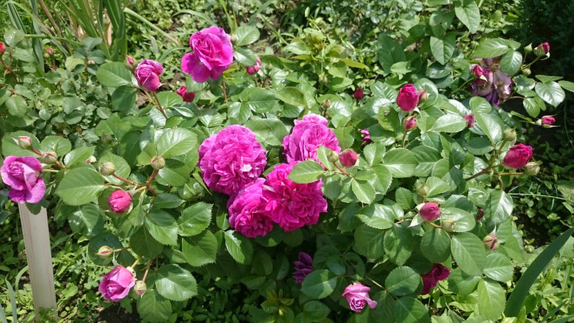 Parfum Flower Circus - Gradina si trandafirii 2018 - I Mai