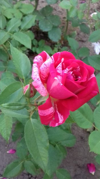 (35) Henri Matisse - 00Trandafiri 2018