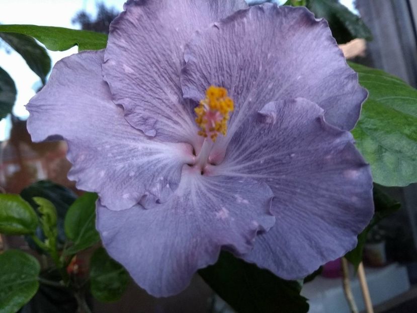 Moorea Teanihei - 0Hibiscus in colectie infloriti