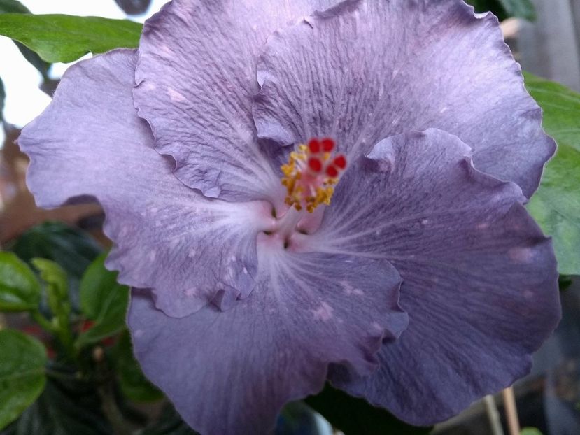 Moorea Teanihei - 0Hibiscus in colectie infloriti