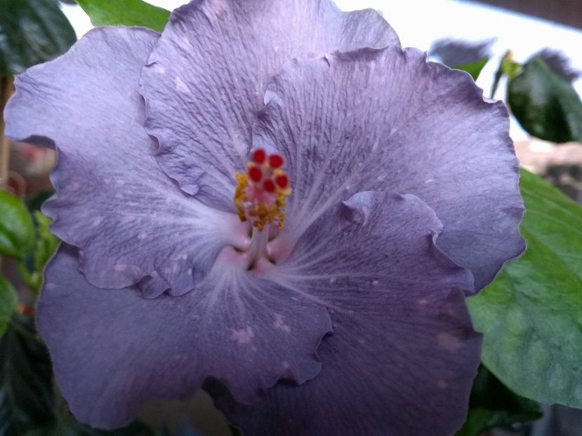 Moorea Teanihei - 0Hibiscus in colectie infloriti