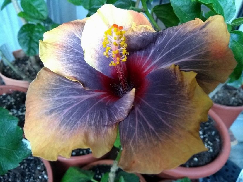 32936123_1963609047045867_6916730404242194432_n (1) - Black Rainbow