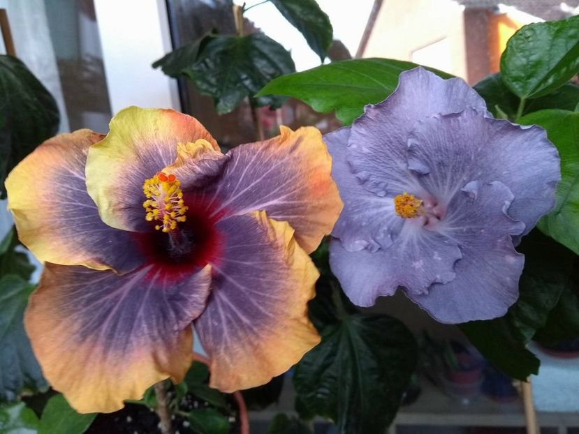  - 03Hibiscus