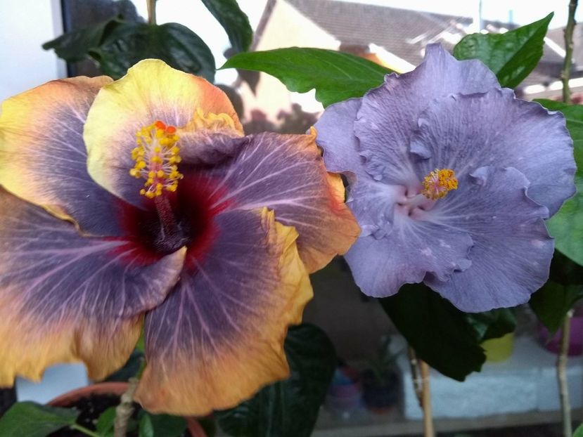  - 03Hibiscus