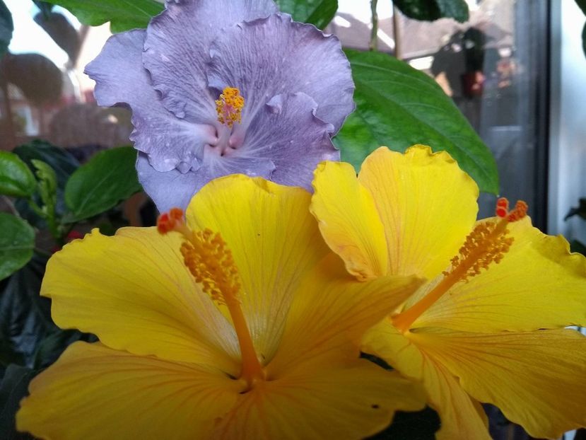 32977007_1963608083712630_8723422132610007040_n (1) - 03Hibiscus