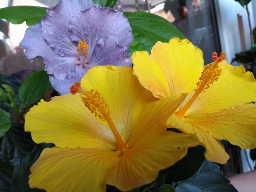  - 03Hibiscus
