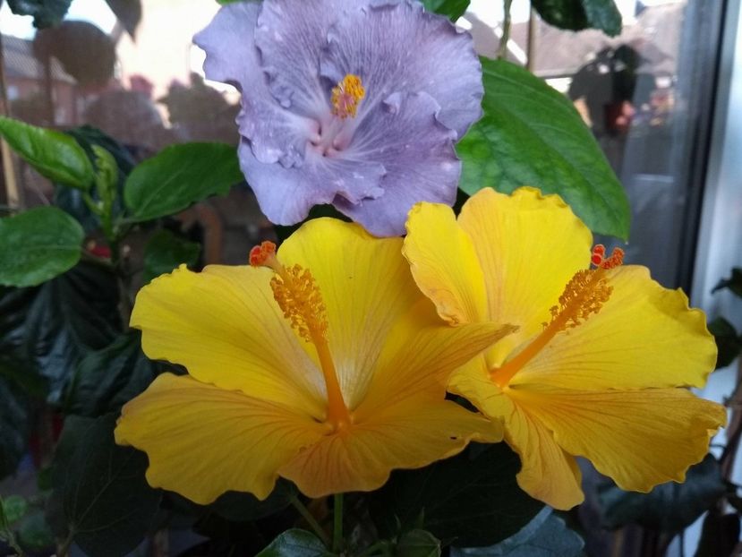 33079079_1963608190379286_2875187700787314688_n (1) - 03Hibiscus