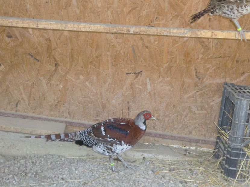 CIMG0141 - Fazani Eliot