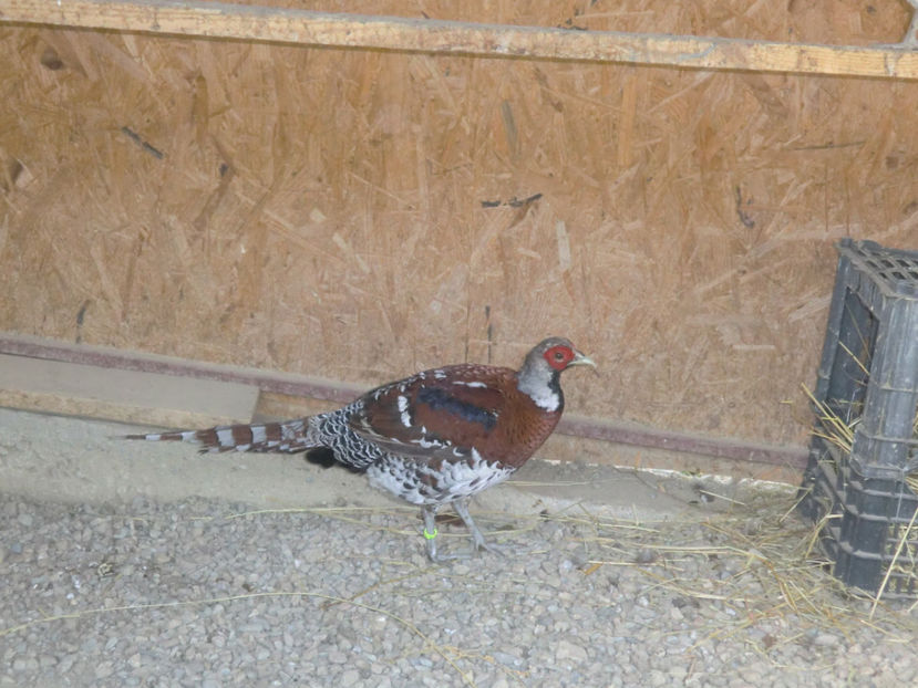 CIMG0142 - Fazani Eliot