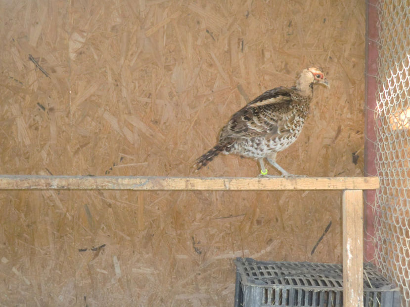 CIMG0143 - Fazani Eliot