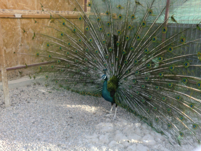 CIMG0130 - PAUNI VERDE DE JAWA