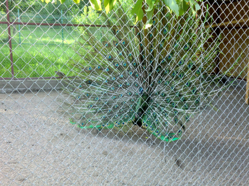 CIMG0132 - PAUNI VERDE DE JAWA