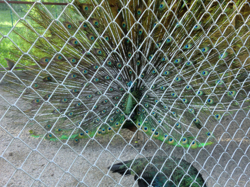 CIMG0133 - PAUNI VERDE DE JAWA