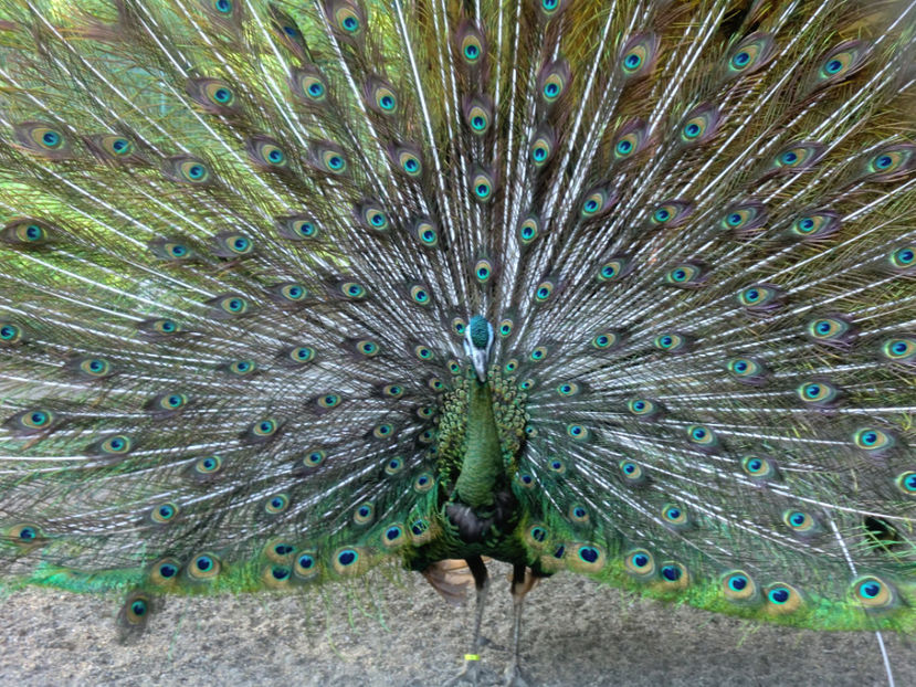 CIMG0134 - PAUNI VERDE DE JAWA