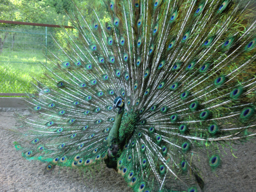 CIMG0137 - PAUNI VERDE DE JAWA