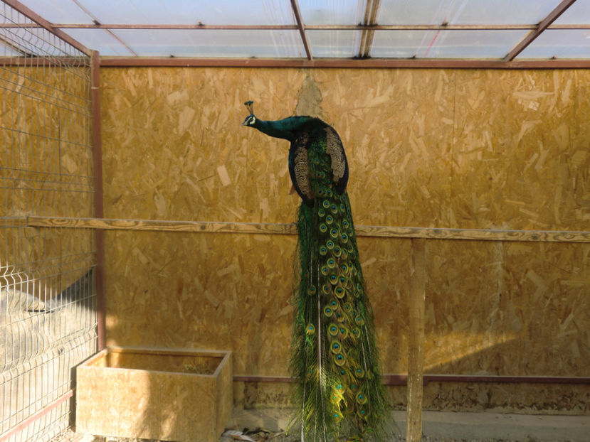 CIMG0167 - Pauni Spalding