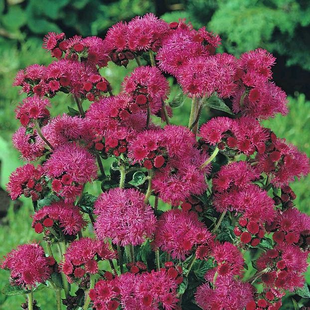 Ageratum Red Sea F1 (Pufuleti Rosii) - 12.1 lei - LISTA SEMINTE DE VANZARE