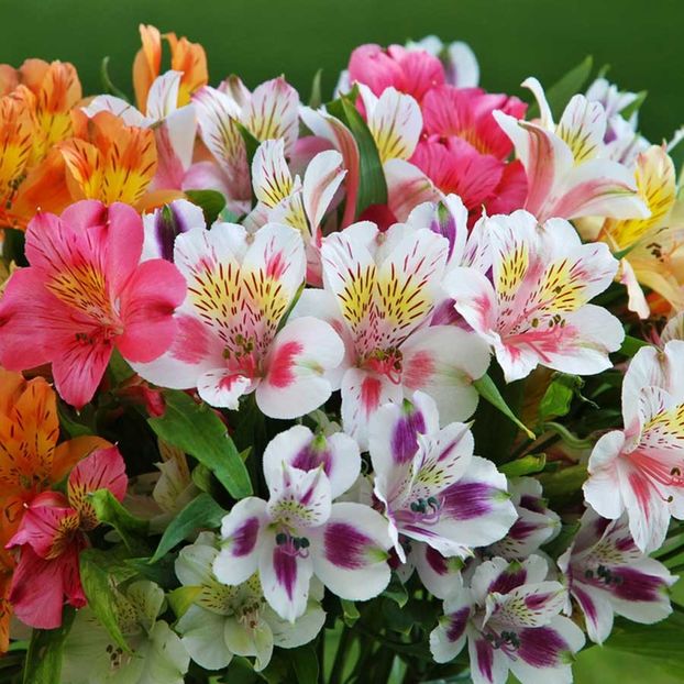 Alstroemeria Ligtu Hybrids (Crin Peruvian) - 10.6 lei - LISTA SEMINTE DE VANZARE