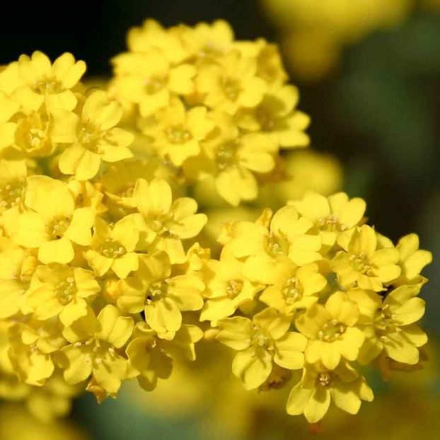 Alyssum Saxatile Compactum (Ciucusoara) –  9.6 lei - LISTA SEMINTE DE VANZARE