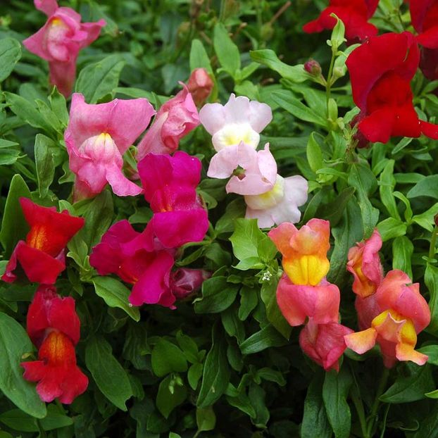 Antirrhinum Magic Carpet (Gura Leului Pitica) - 9.7 lei - LISTA SEMINTE DE VANZARE