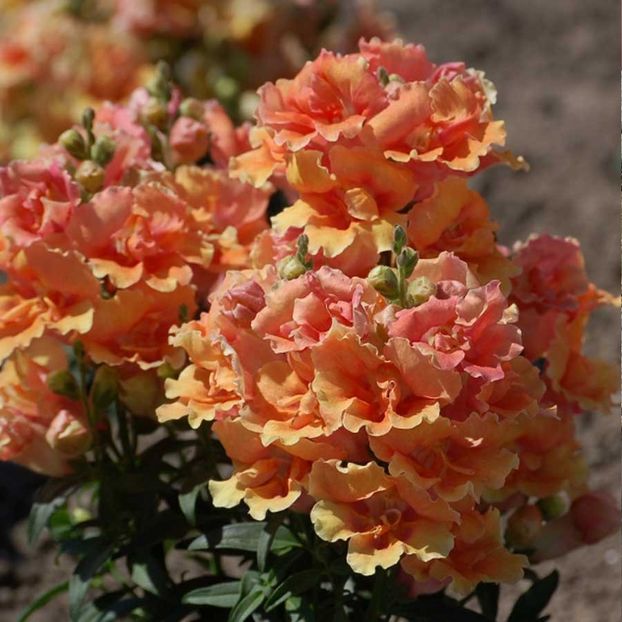 Antirrhinum Majus Twinny Peach F1 (Gura Leului Piersic) - 12.1 lei - LISTA SEMINTE DE VANZARE