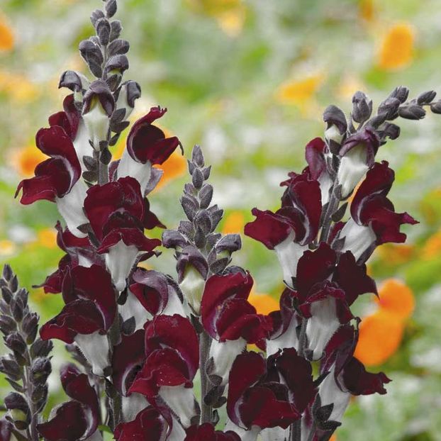 Antirrhinum Night and Day (Gura Leului Visiniu) - 8.5 lei - LISTA SEMINTE DE VANZARE