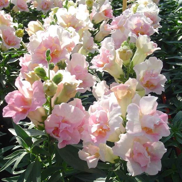 Antirrhinum Twinny Appleblossom F1 (Gura Leului) –  11.7 lei - LISTA SEMINTE DE VANZARE