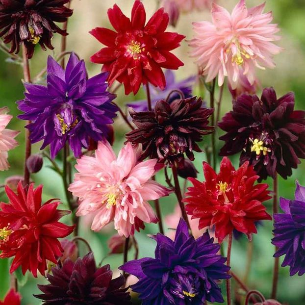 Aquilegia Barlow Mixed (Caldaruse Batute) – 10.2 lei - LISTA SEMINTE DE VANZARE