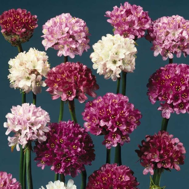 Armeria Large Flowered Mixed (Limba Pestelui) – 10.7 lei - LISTA SEMINTE DE VANZARE