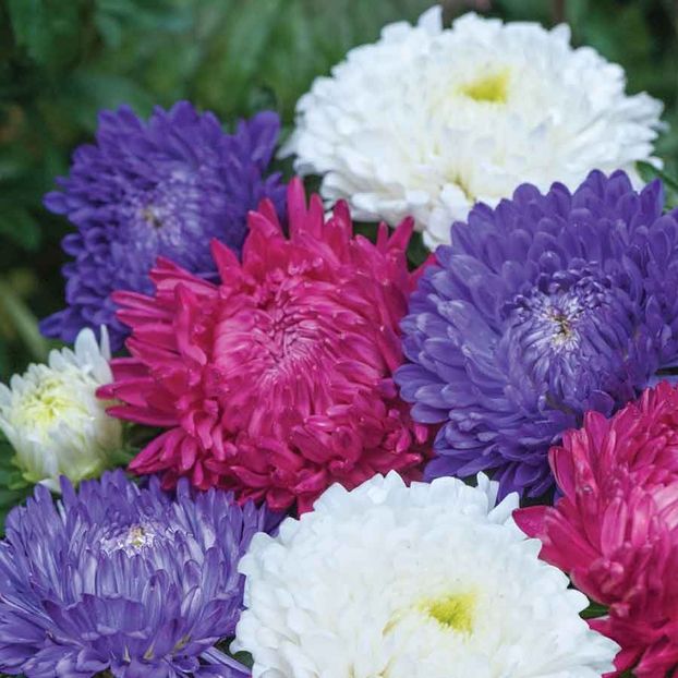 Aster Duchess Mixed (Ochiul Boului) – 9.6 lei - LISTA SEMINTE DE VANZARE