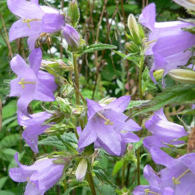 Bellflower Nettle Leaved - Campanula Trachelium - 10.2 lei - LISTA SEMINTE DE VANZARE