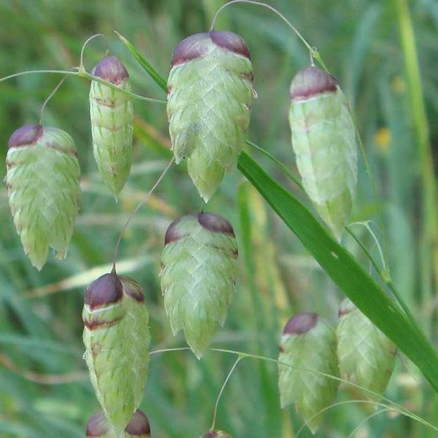 Briza Maxima - Quaking Grass (Tremurici) - 10.2 lei - LISTA SEMINTE DE VANZARE