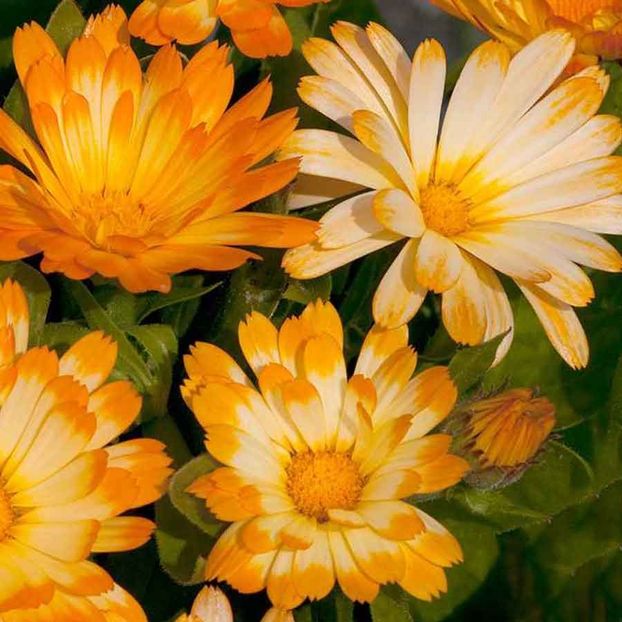 Calendula Oopsy Daisy (Galbenele) – 11 lei - LISTA SEMINTE DE VANZARE