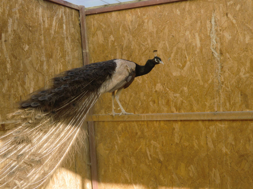 CIMG0157 - Pauni Bronz Crem