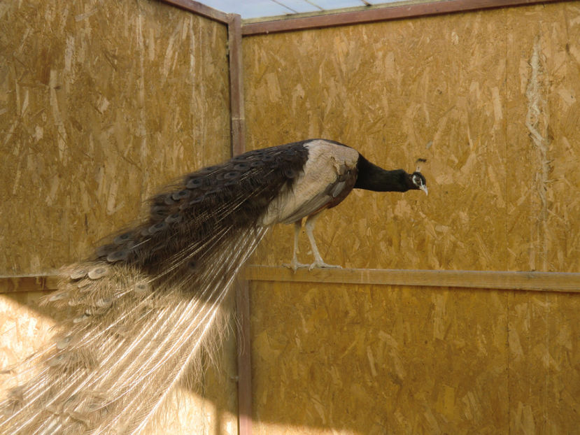 CIMG0158 - Pauni Bronz Crem