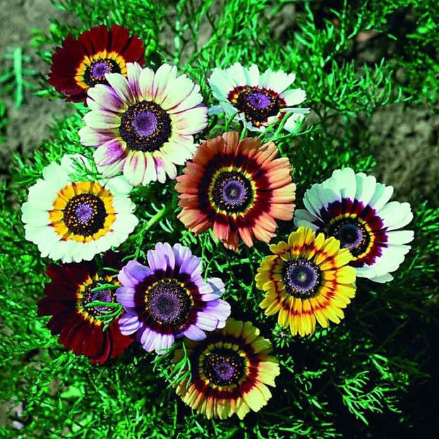Chrysanthemum Rainbow (Crizanteme) –10.2 lei - LISTA SEMINTE DE VANZARE