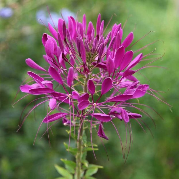 Cleome Violet Queen (Planta Paianjen) - 11.5 lei - LISTA SEMINTE DE VANZARE