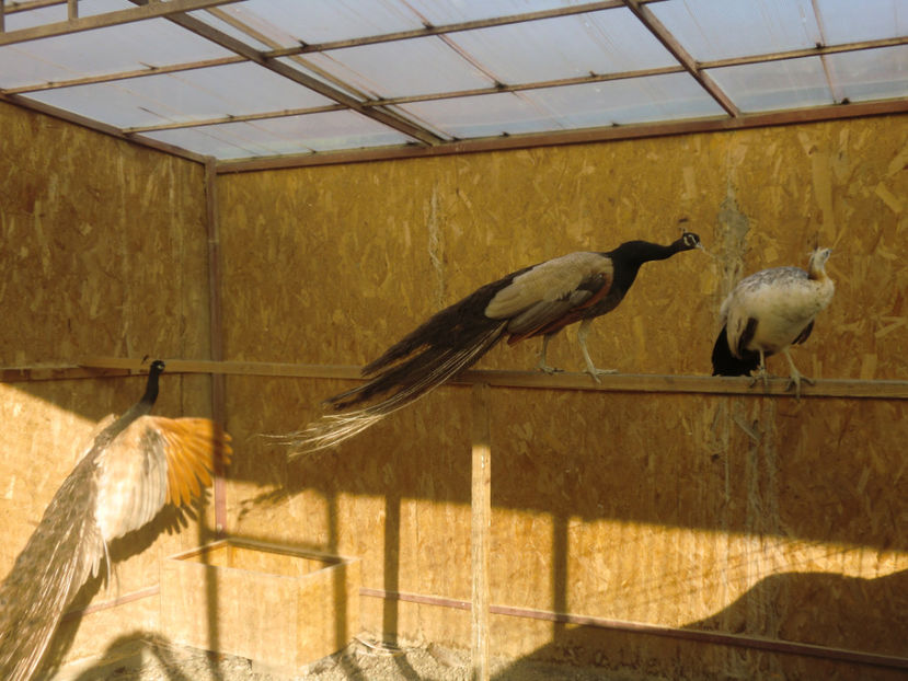 CIMG0169 - Pauni Bronz Crem