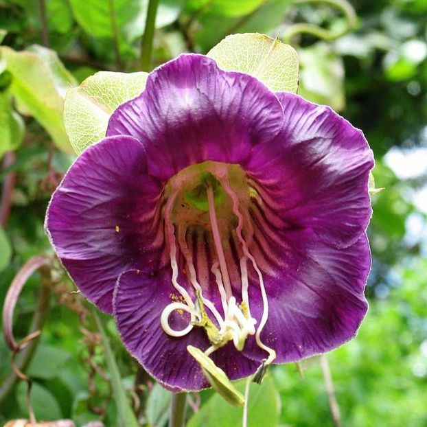 Cobaea Scandens Purple (Cobea) - 11.9 lei - LISTA SEMINTE DE VANZARE