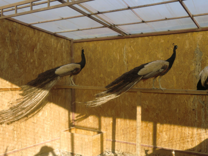 CIMG0170 - Pauni Bronz Crem