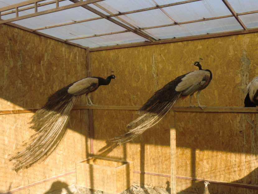 CIMG0171 - Pauni Bronz Crem