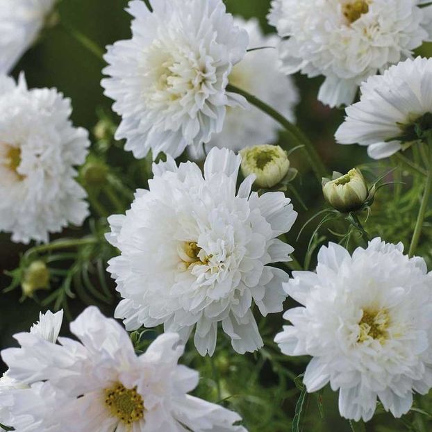 Cosmos Double Click Snowpuff (Fluturasi) - 12.6 lei - LISTA SEMINTE DE VANZARE