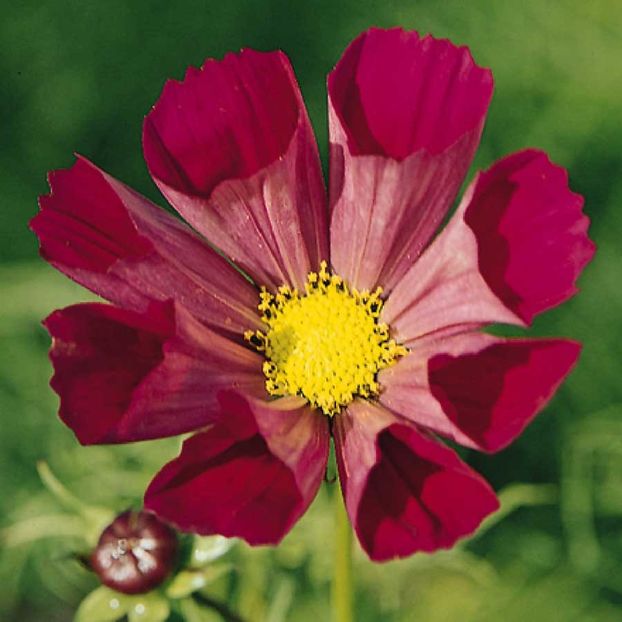 Cosmos Pied Piper Red (Fluturasi) - 10.3 lei - LISTA SEMINTE DE VANZARE